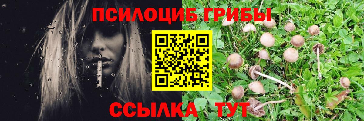 Галлюциногенные грибы Psilocybine cubensis  Вход с VPN  Нарткала  Псилоцибиновые грибы мицелий 